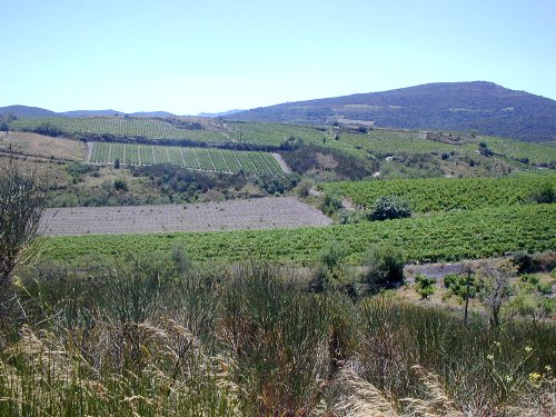 The wild Corbières dotted with small parcels of vinyards