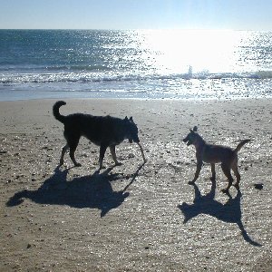 The Children on Sete Beach