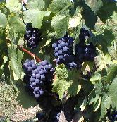 Wine grapes