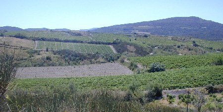 Typical Corbi�res vineyards