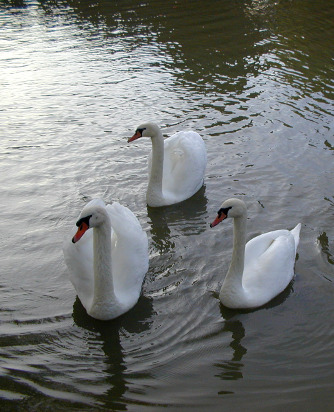Marseillette swans