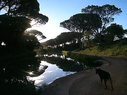 Early Morning dog walking ― alongside the Midi Canal near Sallèles d'Aude